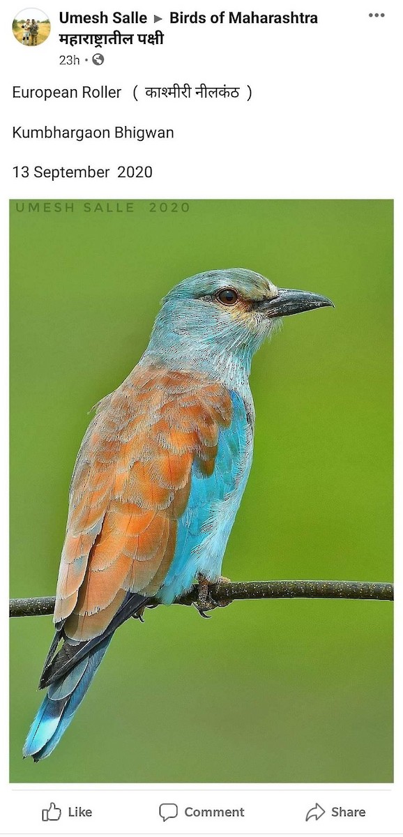 European Roller - MH Rarities and Uncommoners (proxy account)