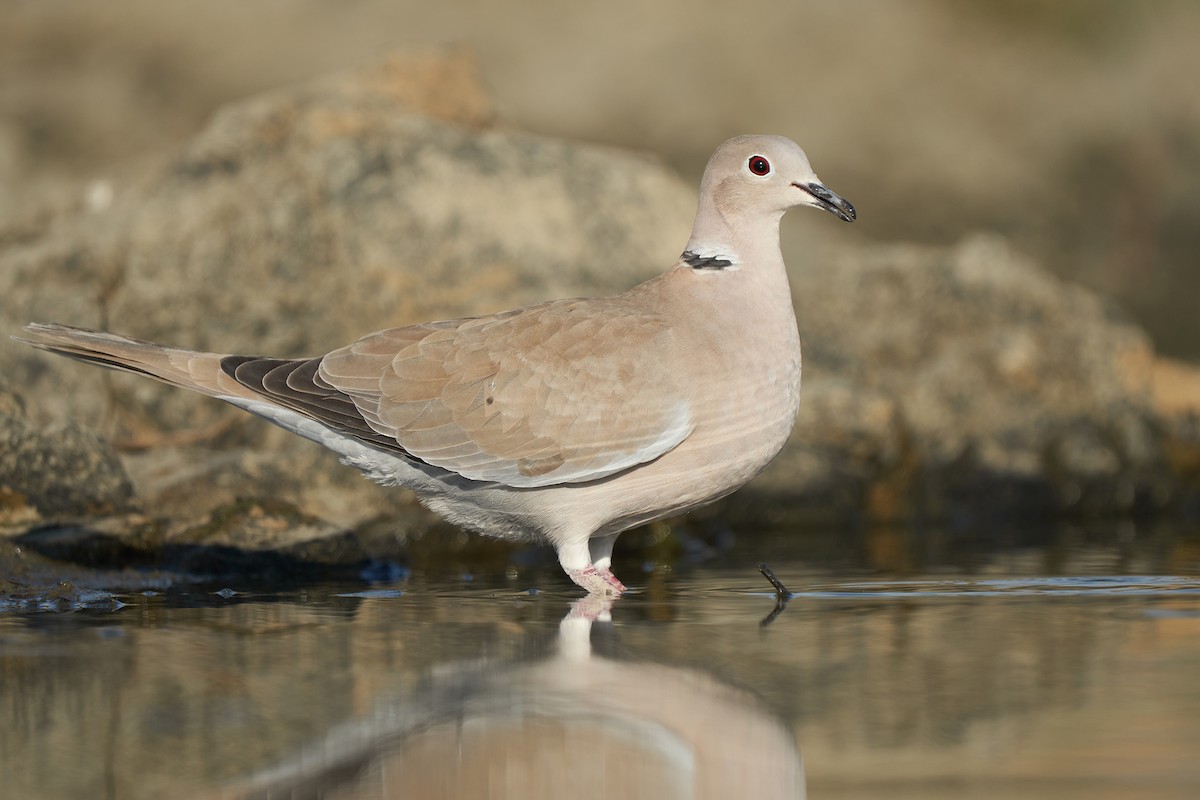 Eurasian Collared-Dove - Miguel Rouco