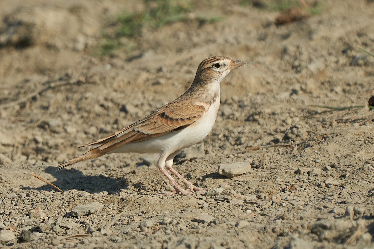 Greater Short-toed Lark - Miguel Rouco