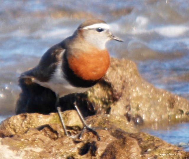 Rufous-chested Dotterel - ML262654521