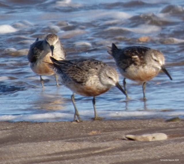 Red Knot - ML262654571