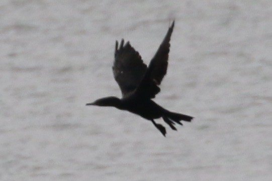 Neotropic Cormorant - Alvan Buckley
