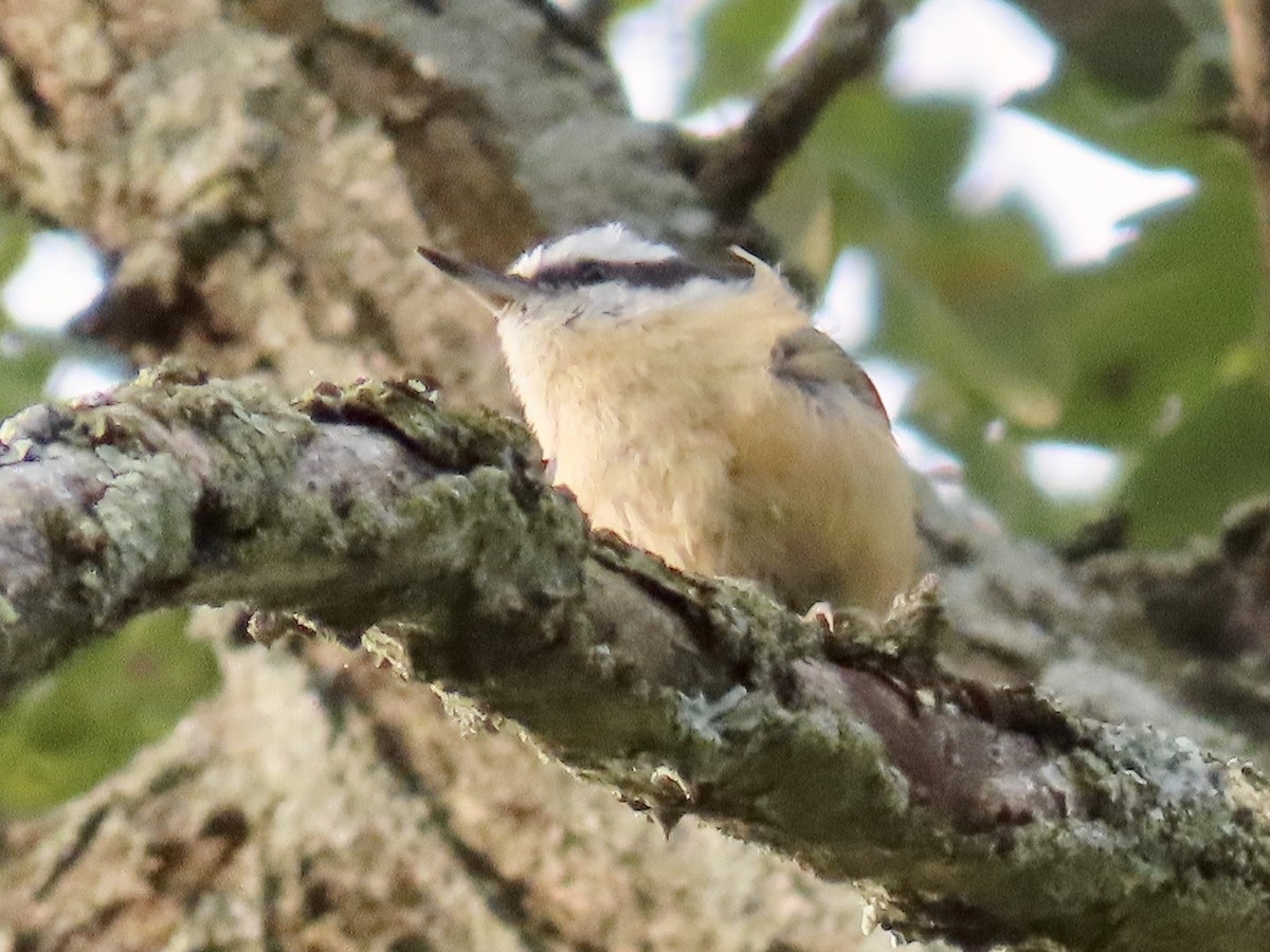 Red-breasted Nuthatch - ML262661681