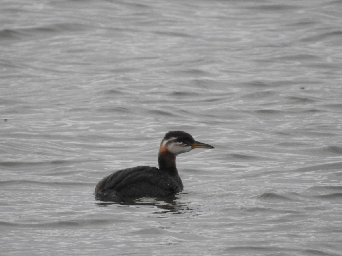 Red-necked Grebe - ML262661851