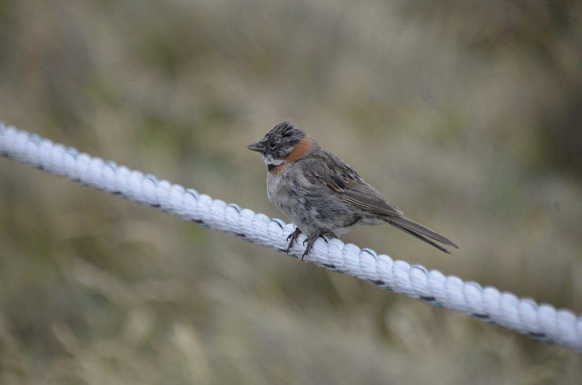 Rufous-collared Sparrow - ML262662031