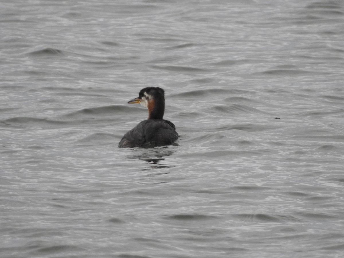 Red-necked Grebe - ML262662091