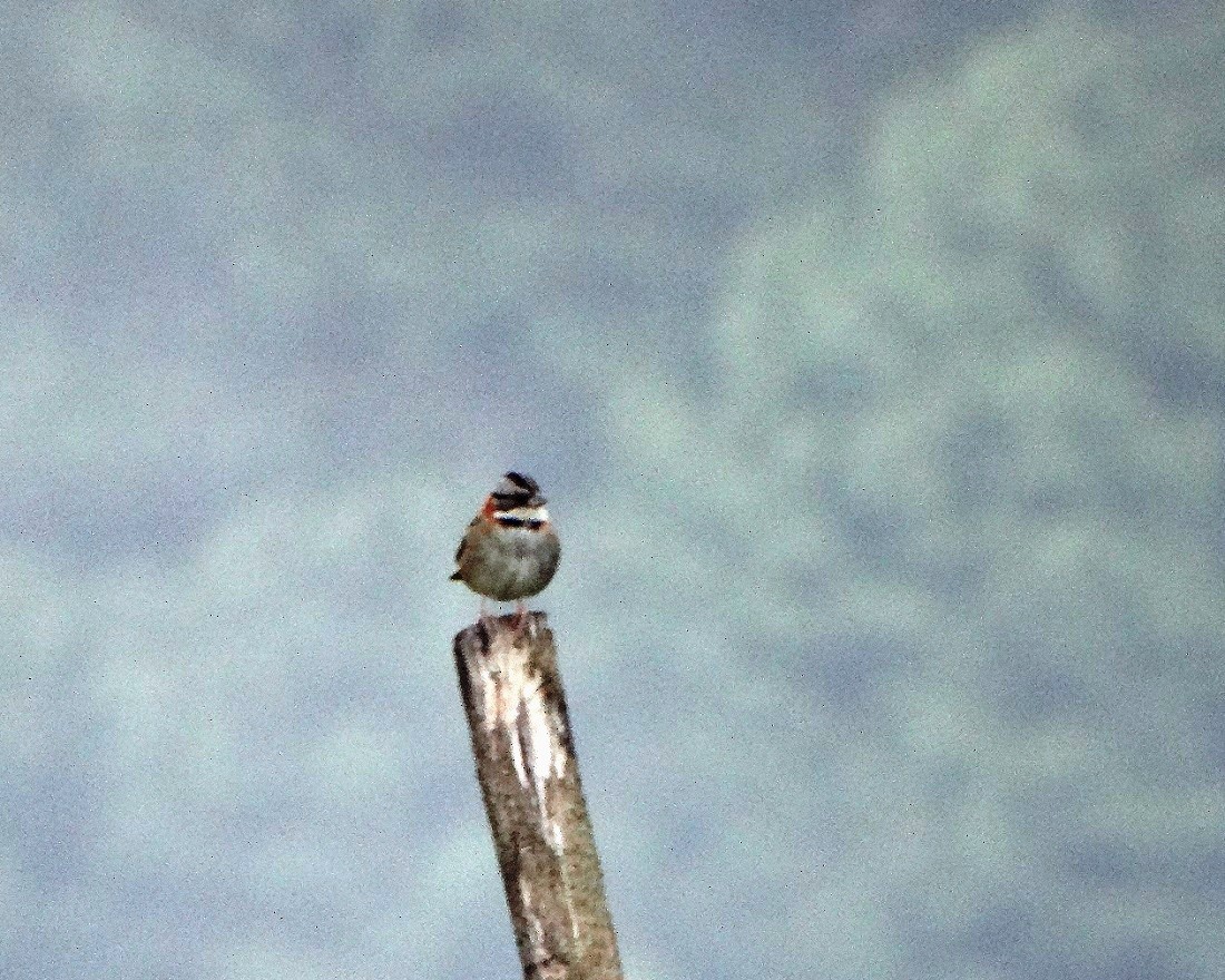 Rufous-collared Sparrow - ML26266251