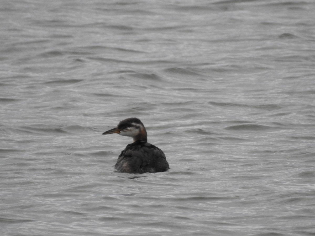 Red-necked Grebe - Vince Hiebert