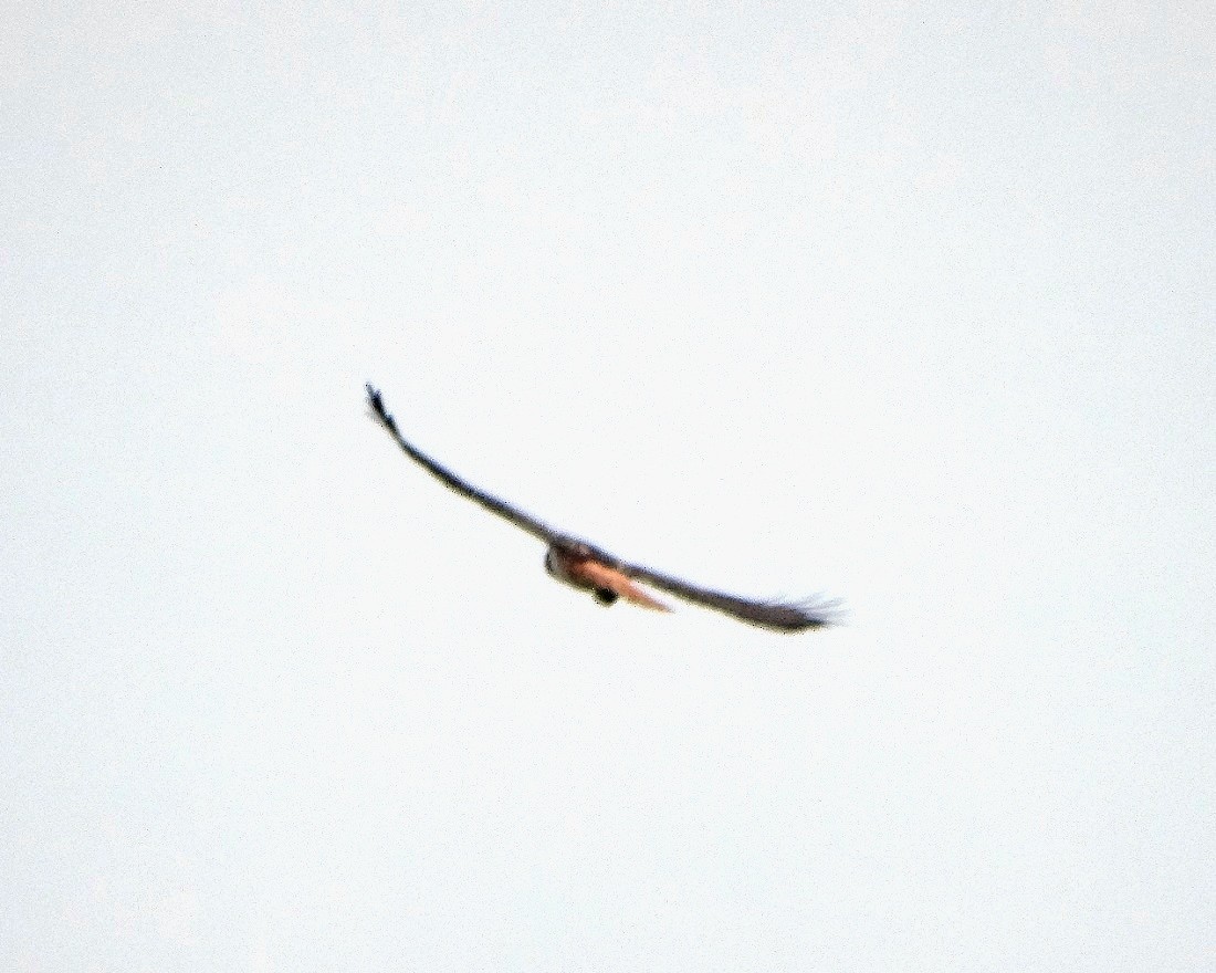 Red-tailed Hawk - Edwin Calderon