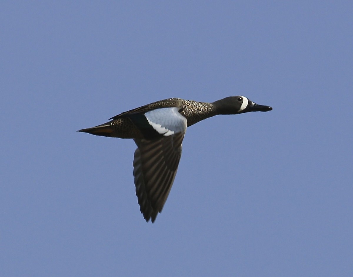 Blue-winged Teal - ML26266961