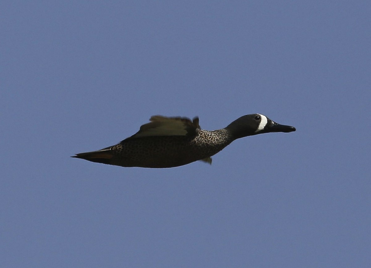 Blue-winged Teal - ML26266971
