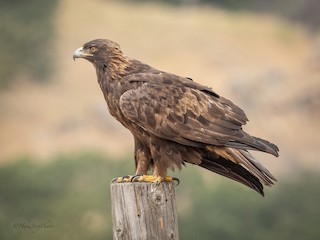 Golden Eagle