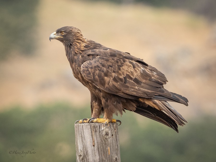 Golden Eagle