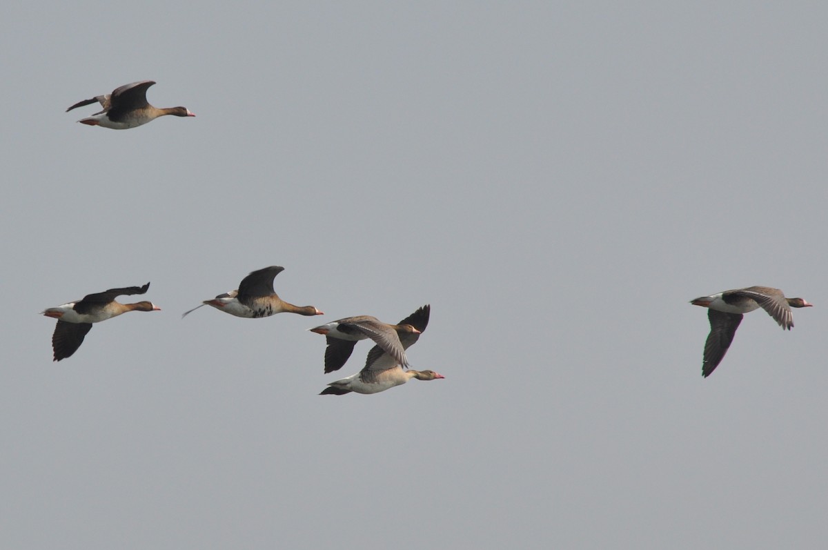 Greater White-fronted Goose - ML26267231