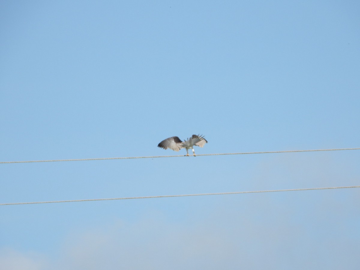 White-tailed Kite - ML262674041