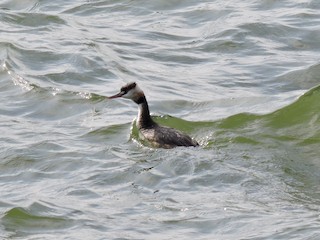Great Crested Grebe, ML262675511
