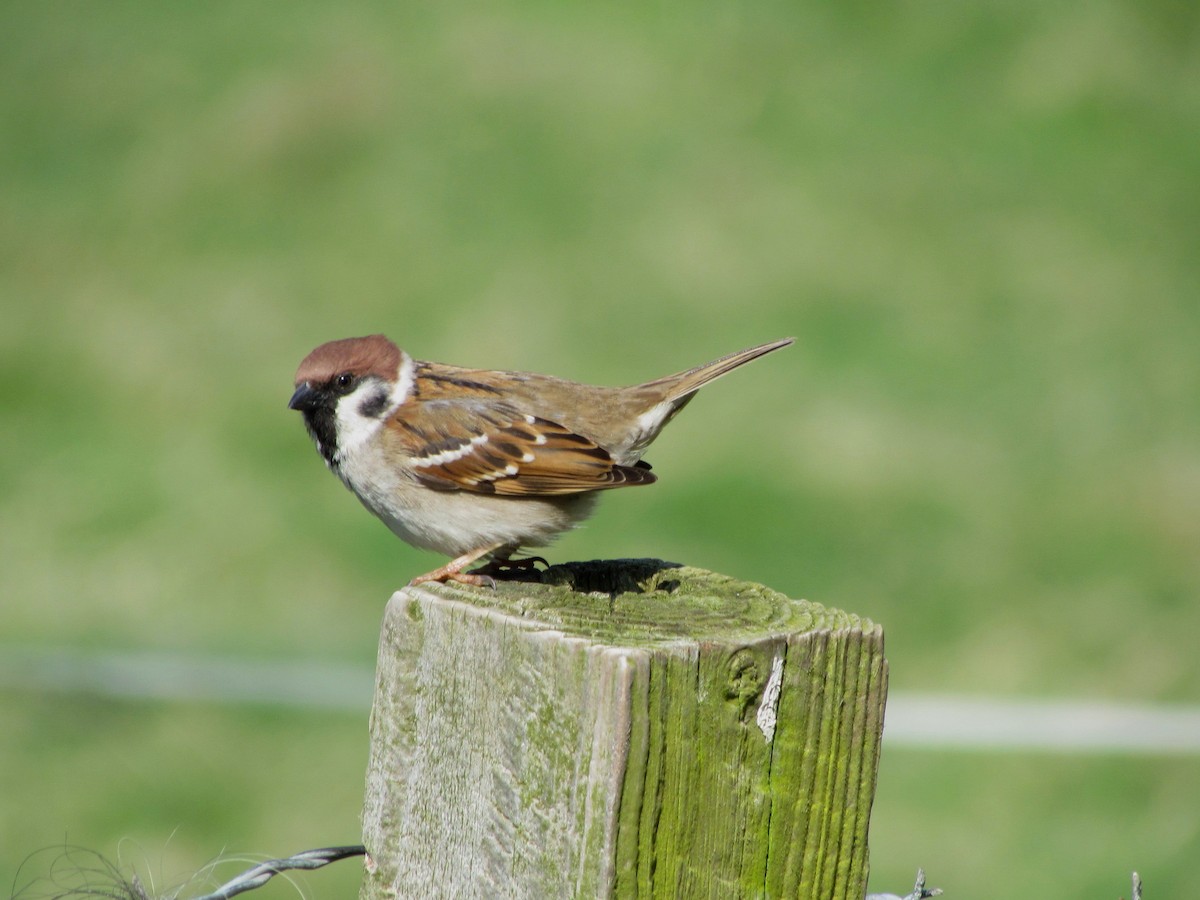 Eurasian Tree Sparrow - Bruce Kerr