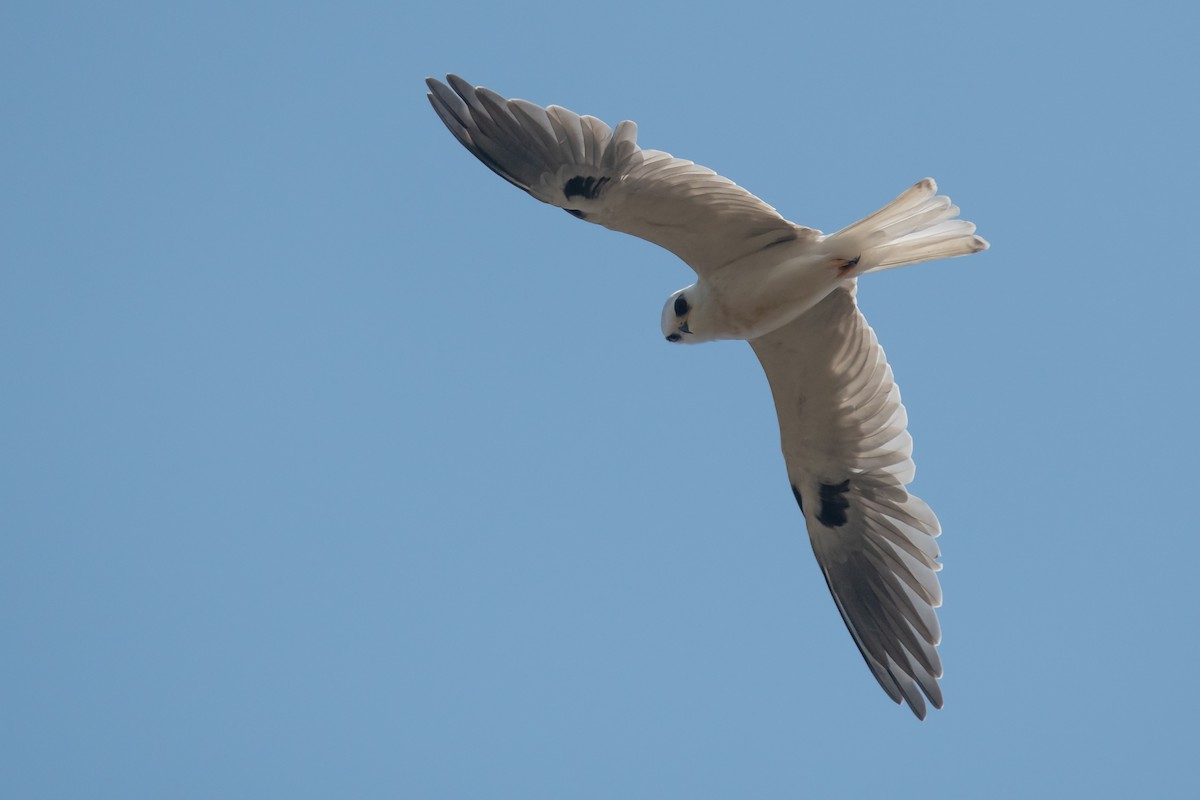 White-tailed Kite - ML262680361