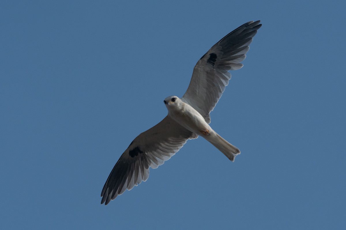 White-tailed Kite - ML262680401