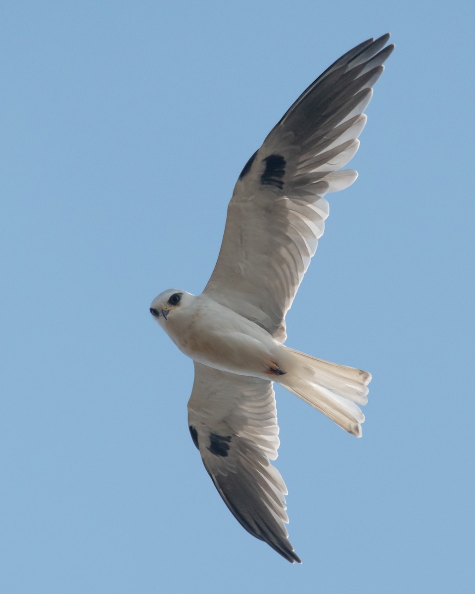 White-tailed Kite - ML262680431