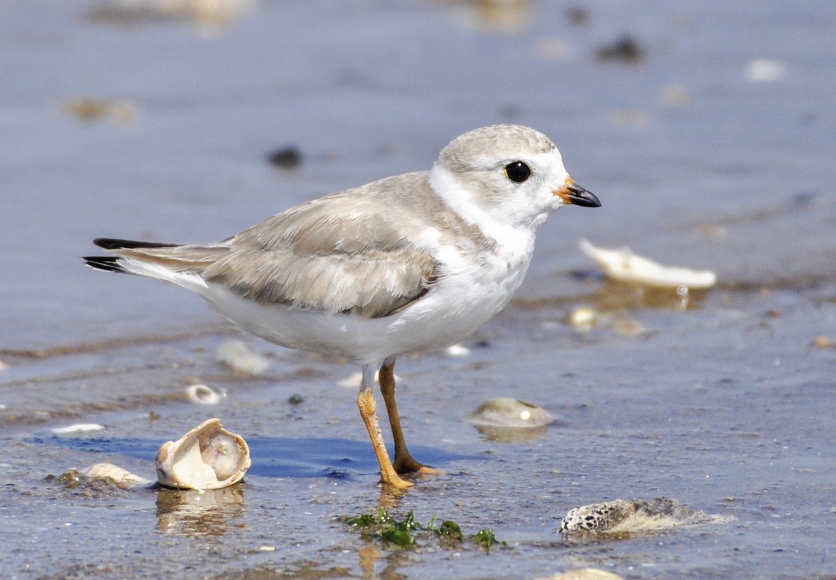 Piping Plover - Oliver Patrick