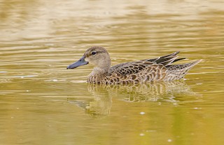 Blue-winged Teal, ML262680871