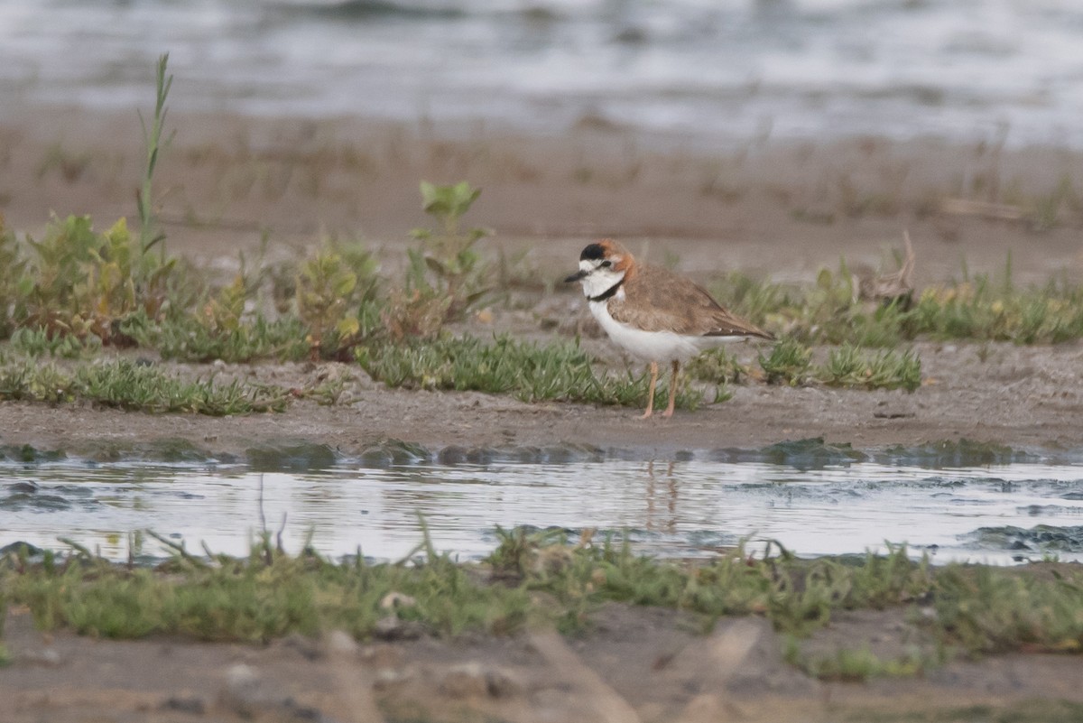 Collared Plover - ML262681961