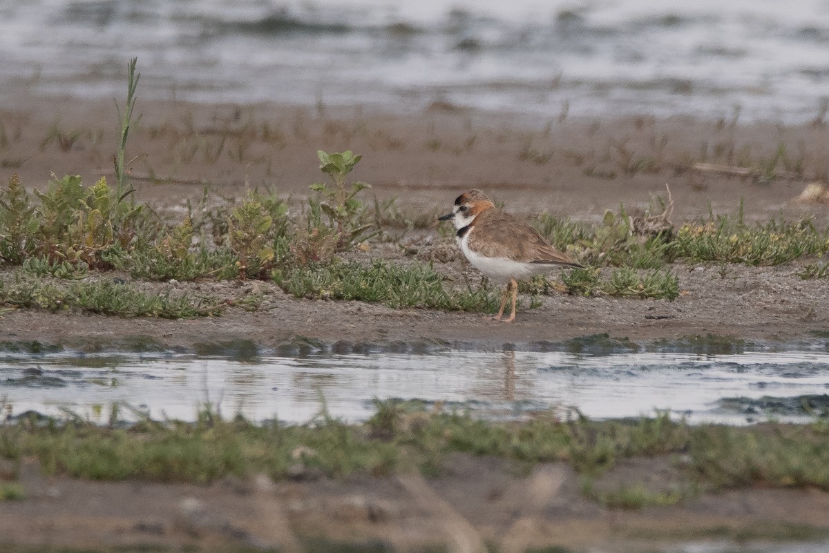 Collared Plover - ML262682001
