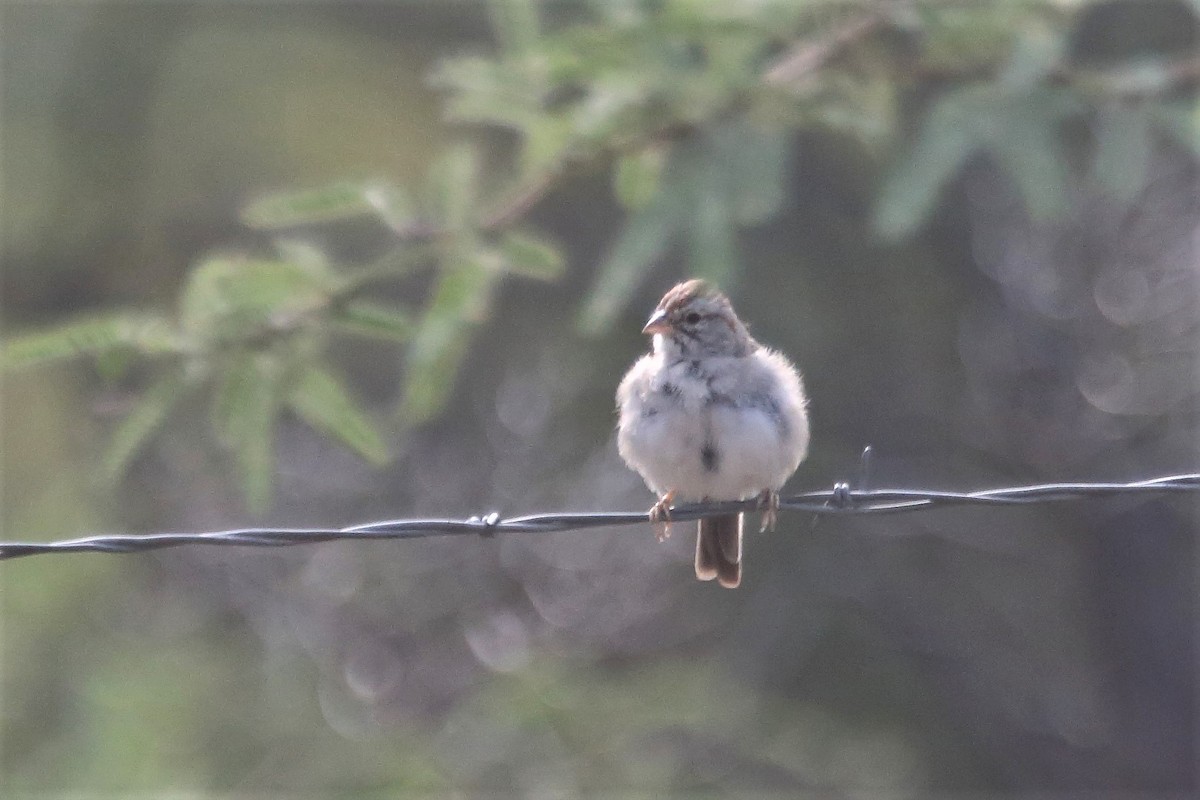 Rufous-winged Sparrow - ML262686941