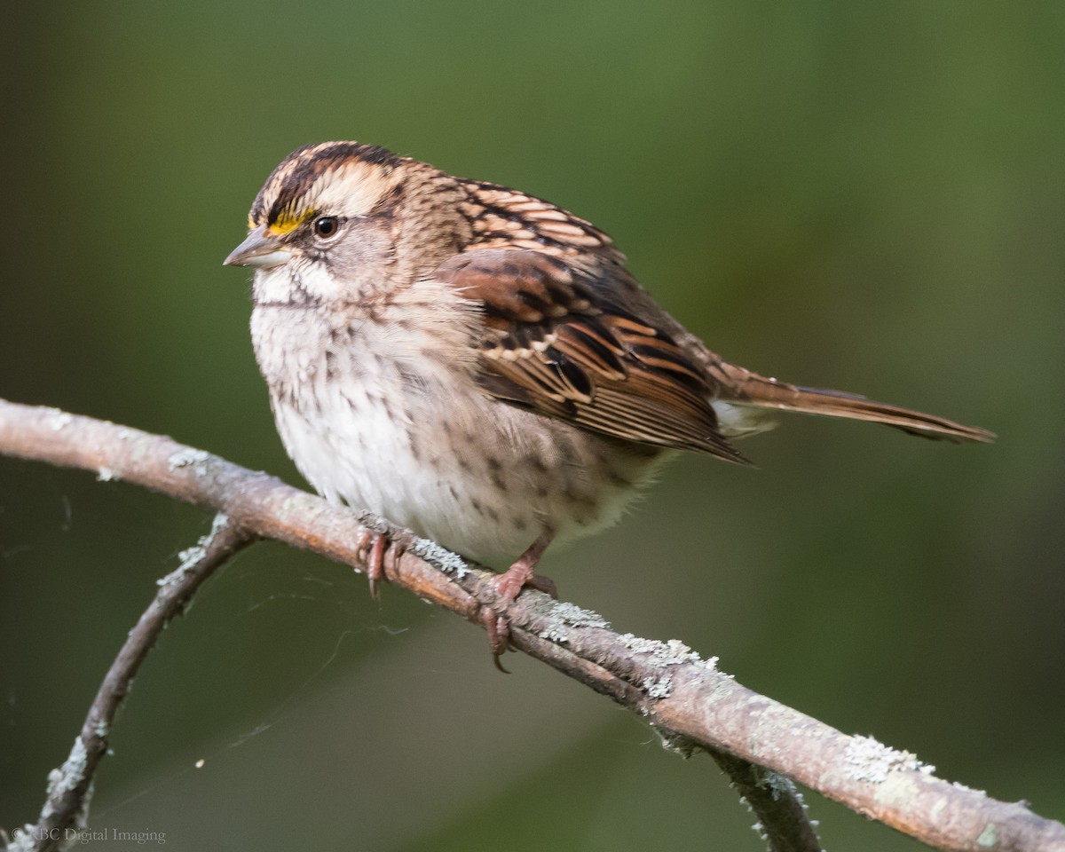 White-throated Sparrow - ML262690151