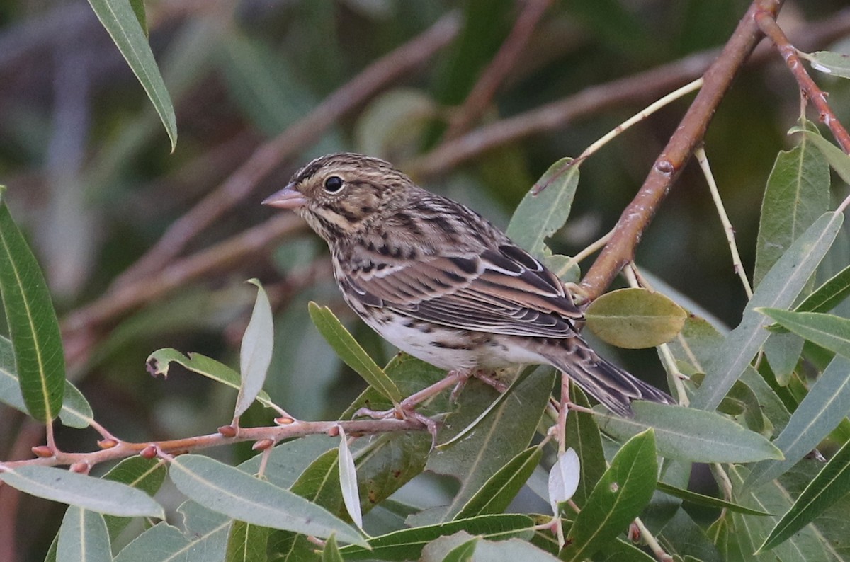 Savannah Sparrow - ML262690941