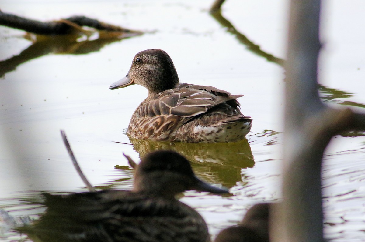 Green-winged Teal - ML262691581