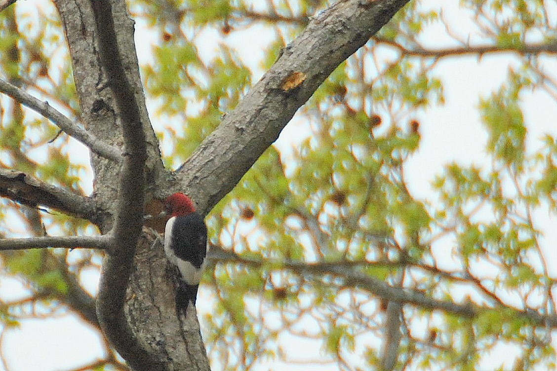 Red-headed Woodpecker - ML26269241