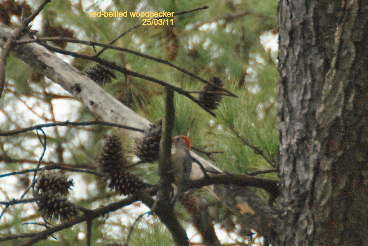 Red-bellied Woodpecker - ML26269251
