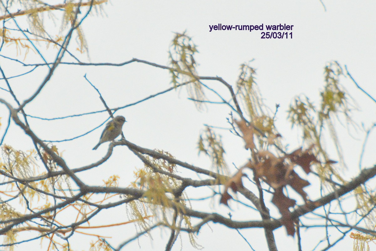 Yellow-rumped Warbler - ML26269271