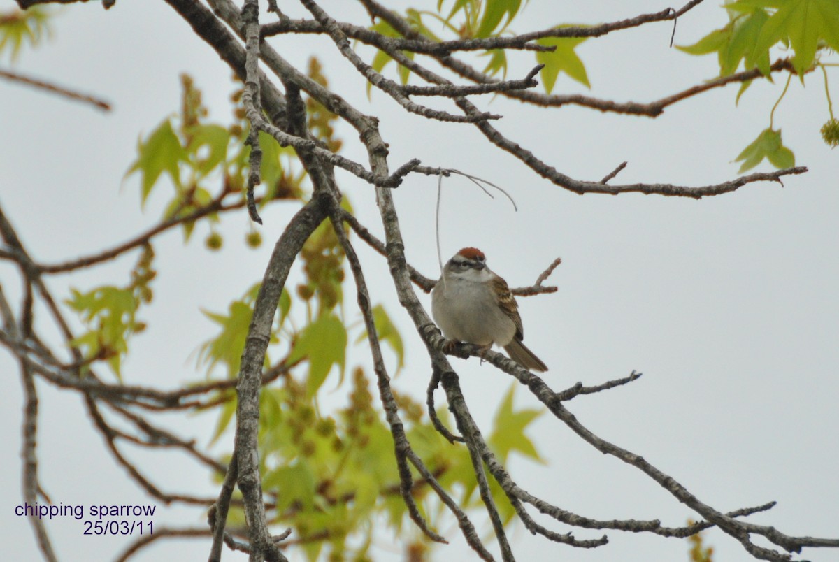 Chipping Sparrow - ML26269281