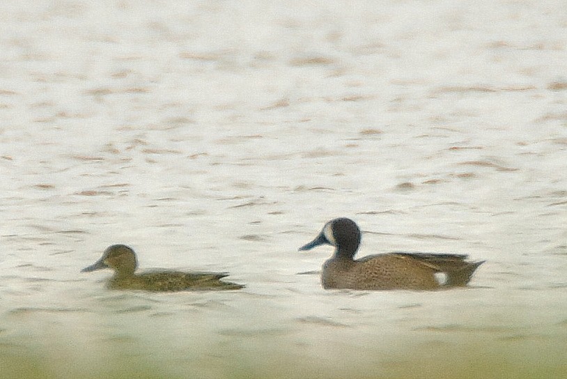 Blue-winged Teal - ML26269331