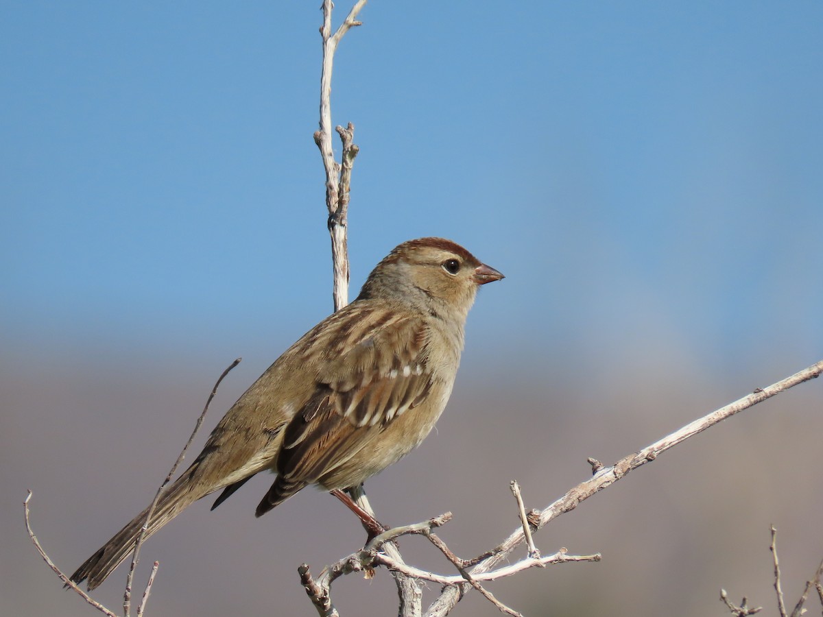 White-crowned Sparrow - Donald Kautz