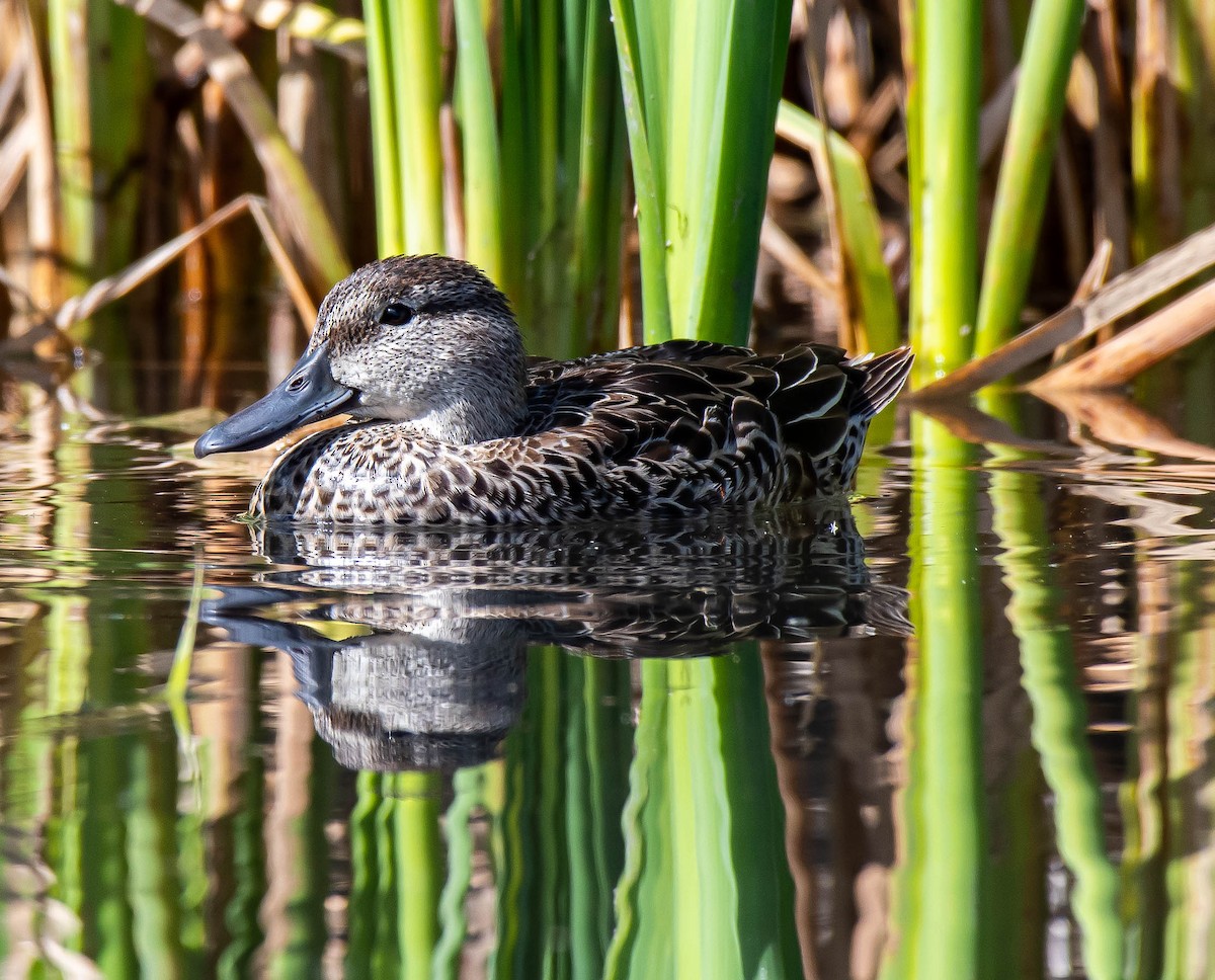 Blue-winged Teal - Guy Tremblay