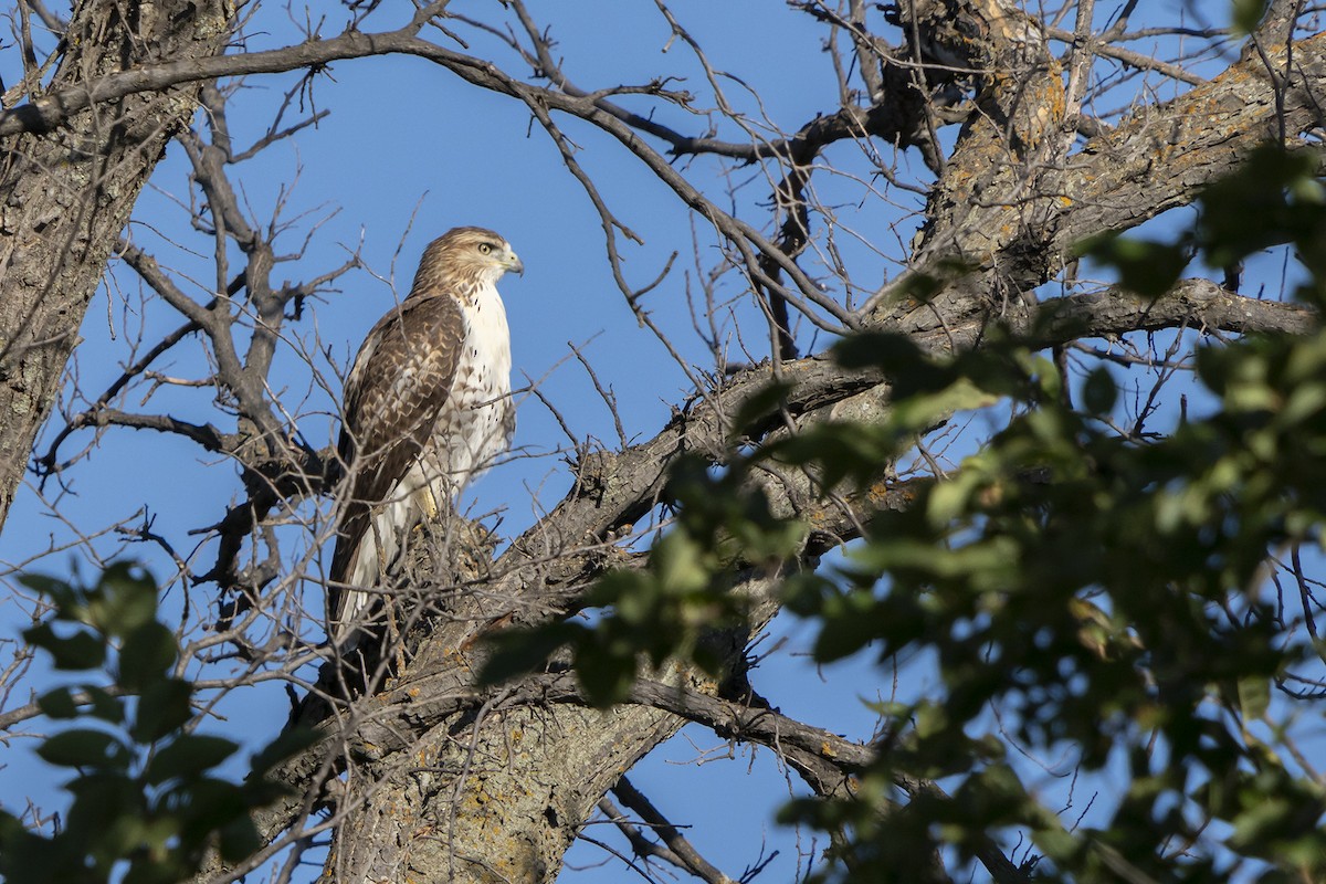 Red-tailed Hawk - ML262707701