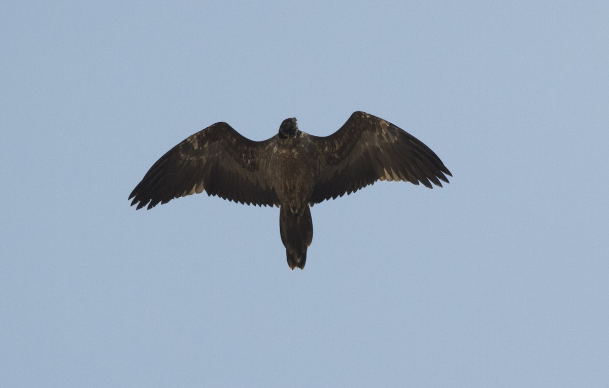 Bearded Vulture - ML262709191