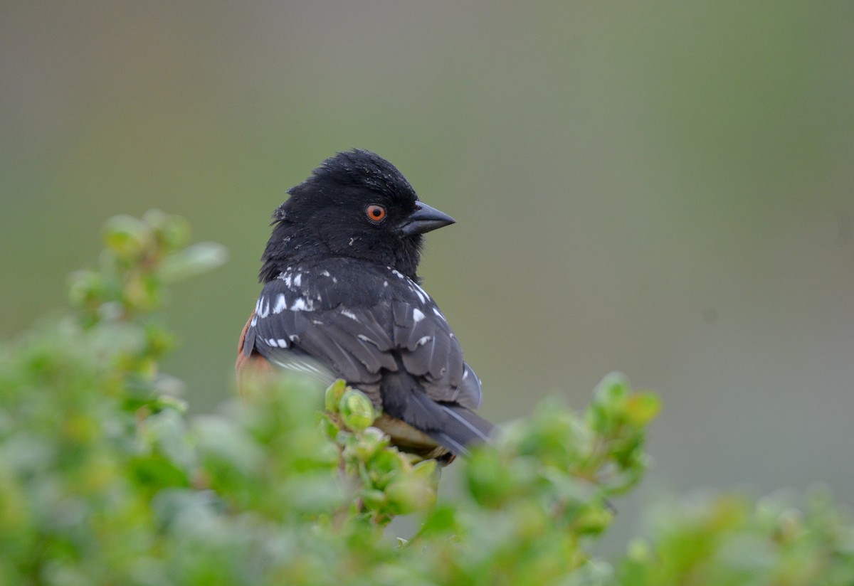 Spotted Towhee - ML262718281