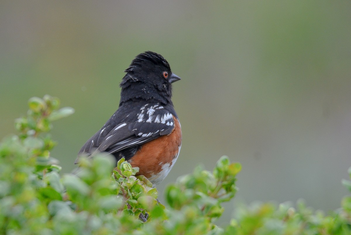 Spotted Towhee - ML262718331