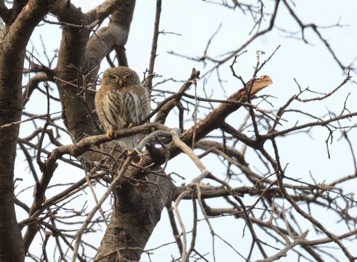 Northern Pygmy-Owl (Mountain) - ML26271921