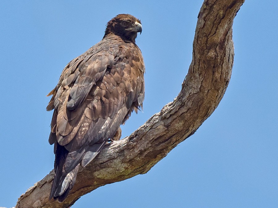 Golden Eagle - eBird