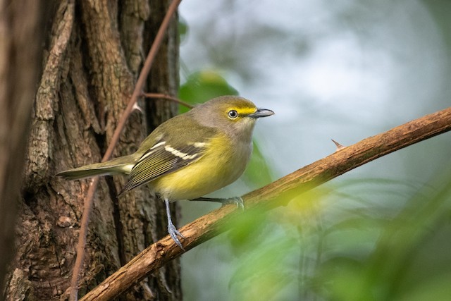 White-eyed Vireo