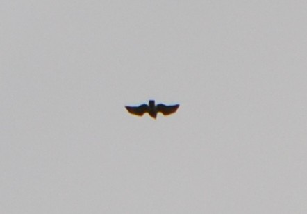 Broad-winged Hawk - ML262725521