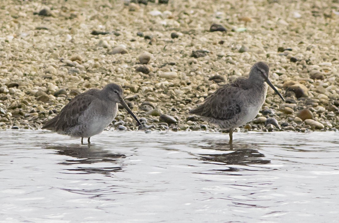 Long-billed Dowitcher - ML262729511