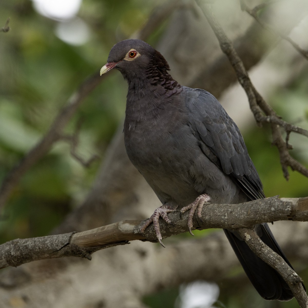 Scaly-naped Pigeon - ML262730171