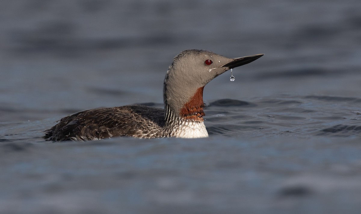 Red-throated Loon - ML262730201